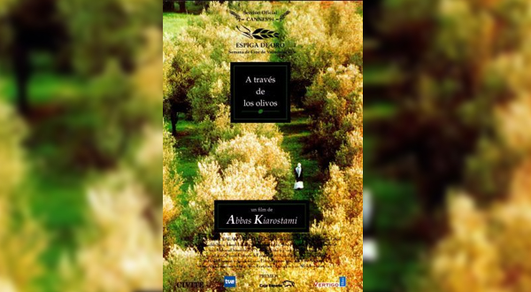 13 Olive trees