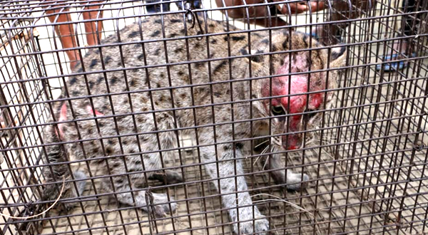 2 fishingcat